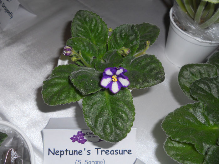 DSCN6877 - Expo violete  mai 2014