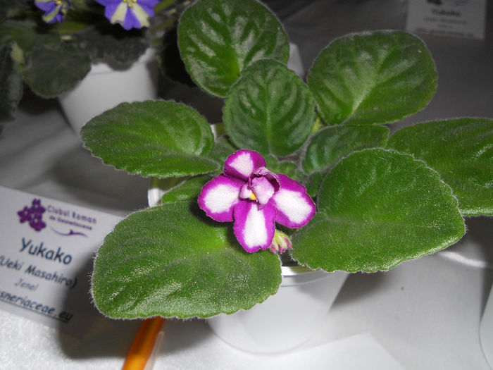 DSCN6878 - Expo violete  mai 2014