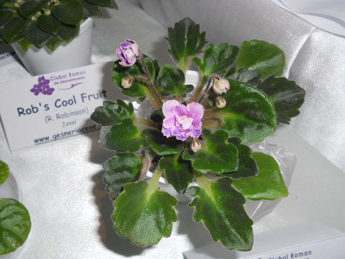 DSCN6886 - Expo violete  mai 2014