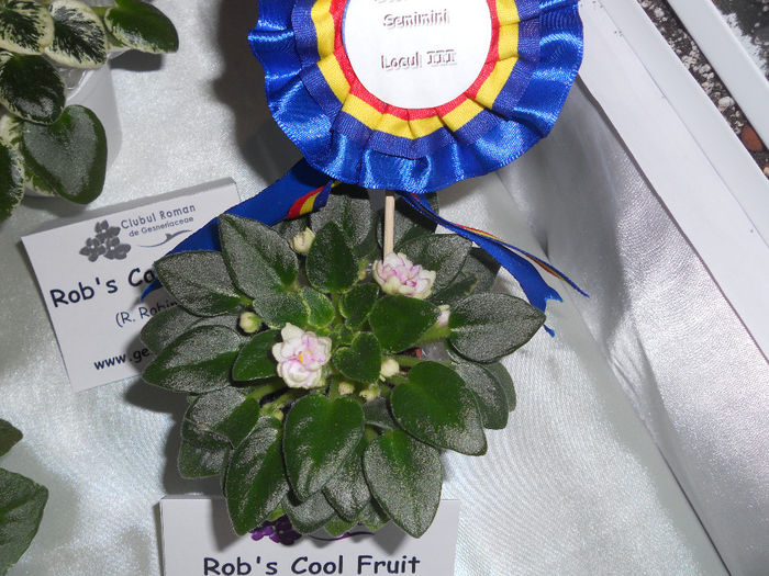 DSCN6887 - Expo violete  mai 2014