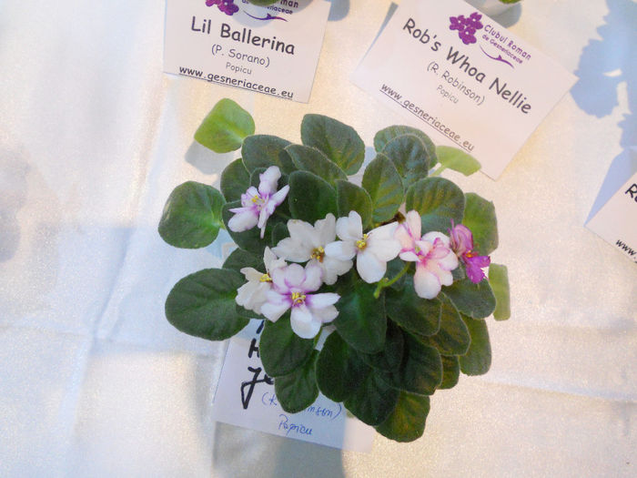 DSCN6889 - Expo violete  mai 2014