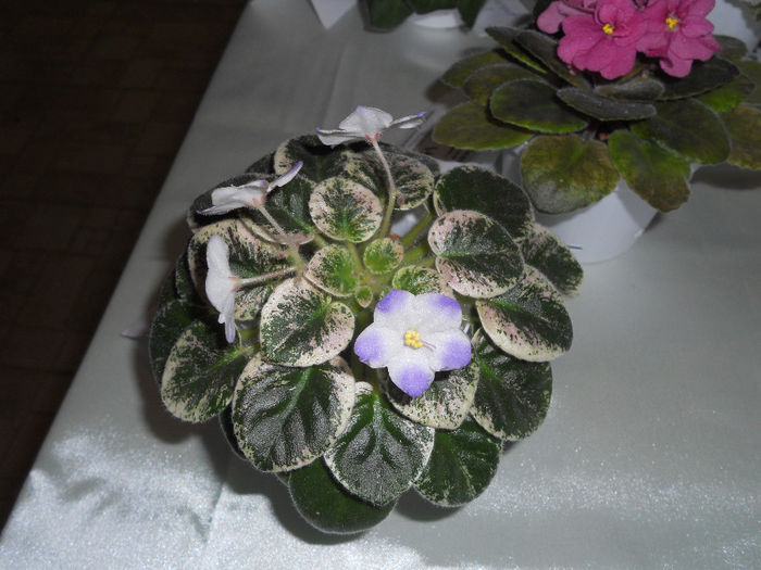 DSCN6891 - Expo violete  mai 2014