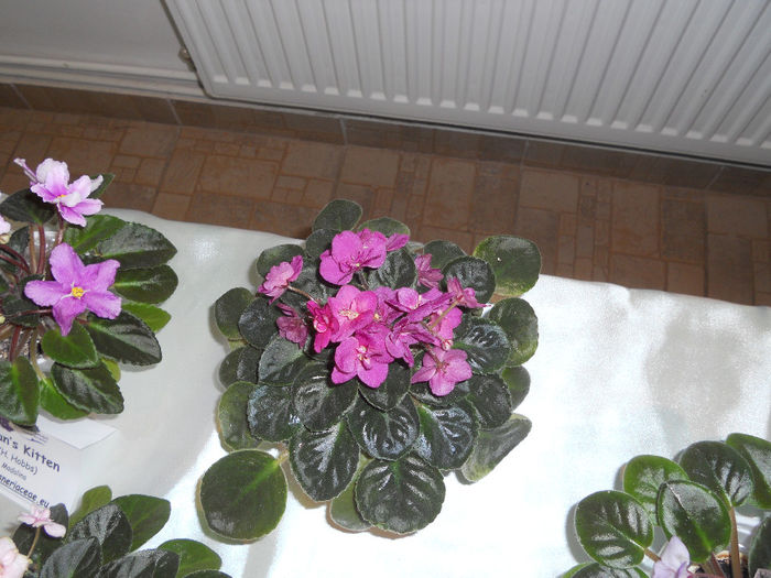 DSCN6892 - Expo violete  mai 2014