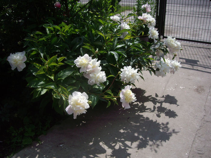 IMGP6509 - flori si trandafiri  - 2014