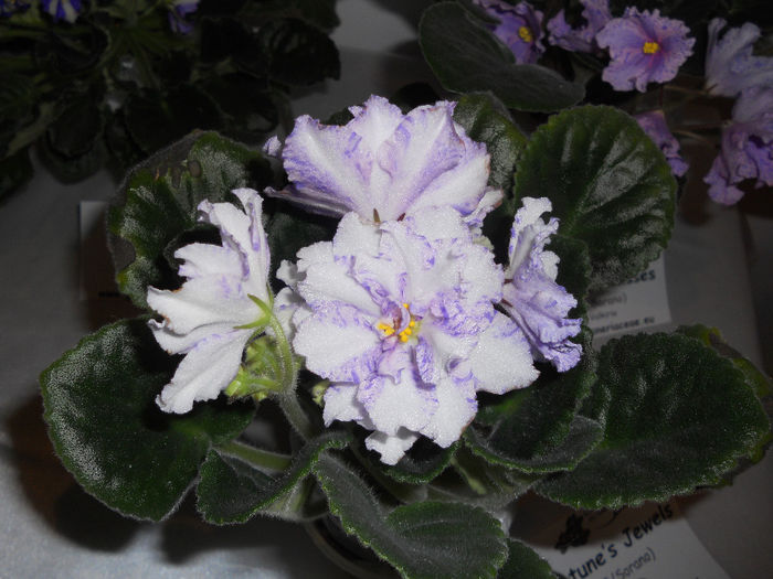 DSCN6879 - Expo violete  mai 2014