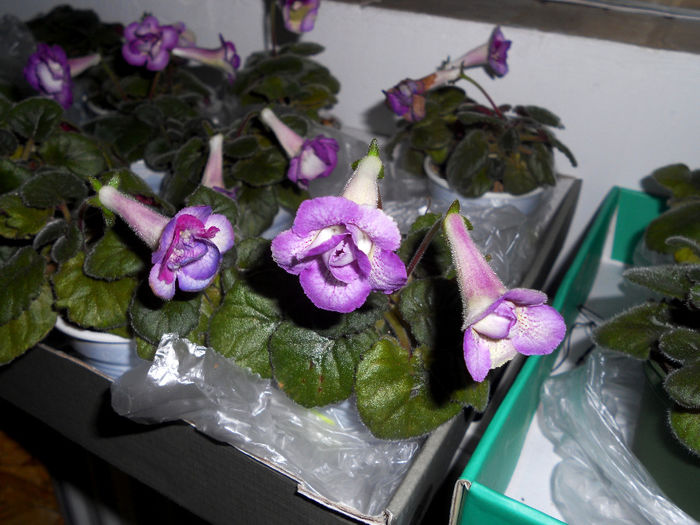 DSCN6880 - Expo violete  mai 2014