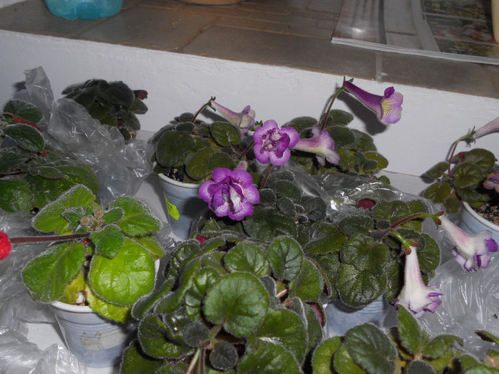 DSCN6881 - Expo violete  mai 2014