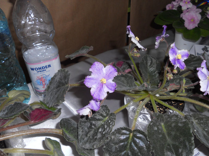 DSCN6885 - Expo violete  mai 2014