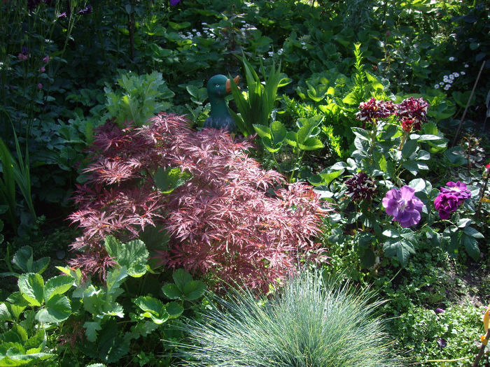 IMGP6526 - flori si trandafiri  - 2014