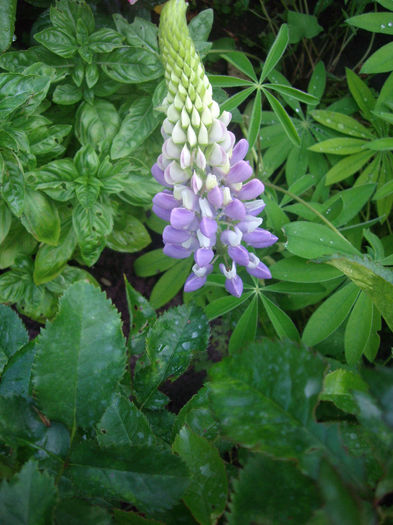 IMGP6554 - flori si trandafiri  - 2014