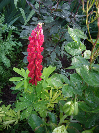 IMGP6555 - flori si trandafiri  - 2014