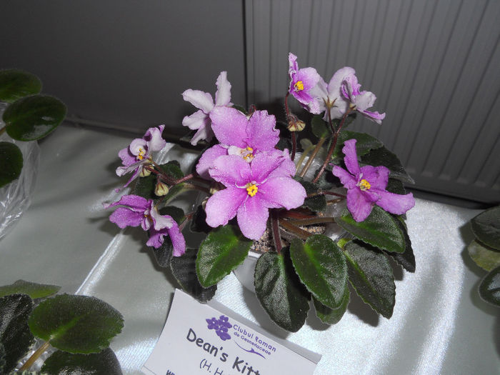 DSCN6893 - Expo violete  mai 2014