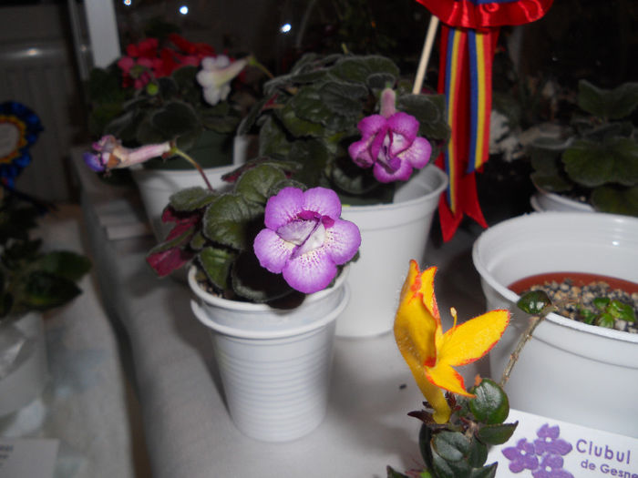 DSCN6895 - Expo violete  mai 2014