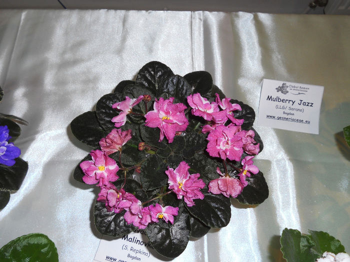 DSCN6897 - Expo violete  mai 2014