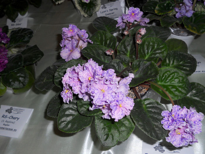 DSCN6899 - Expo violete  mai 2014