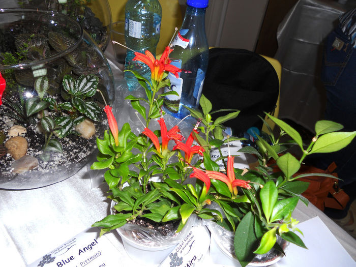 DSCN6903 - Expo violete  mai 2014