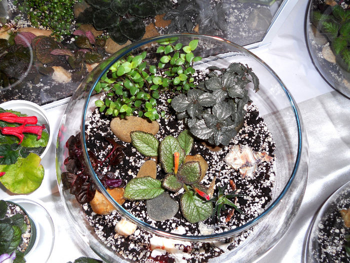 DSCN6906 - Expo violete  mai 2014