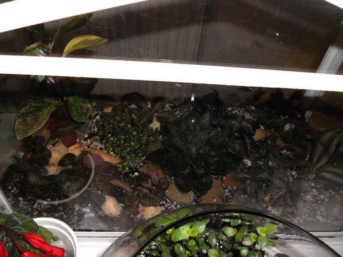 DSCN6907 - Expo violete  mai 2014