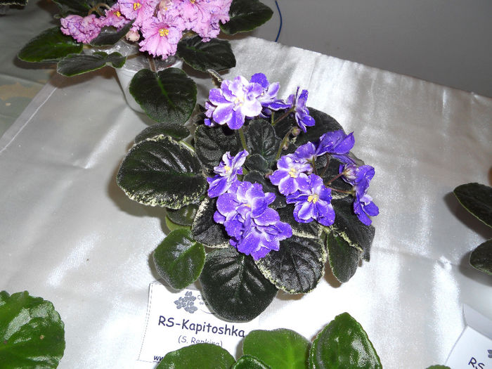 DSCN6909 - Expo violete  mai 2014