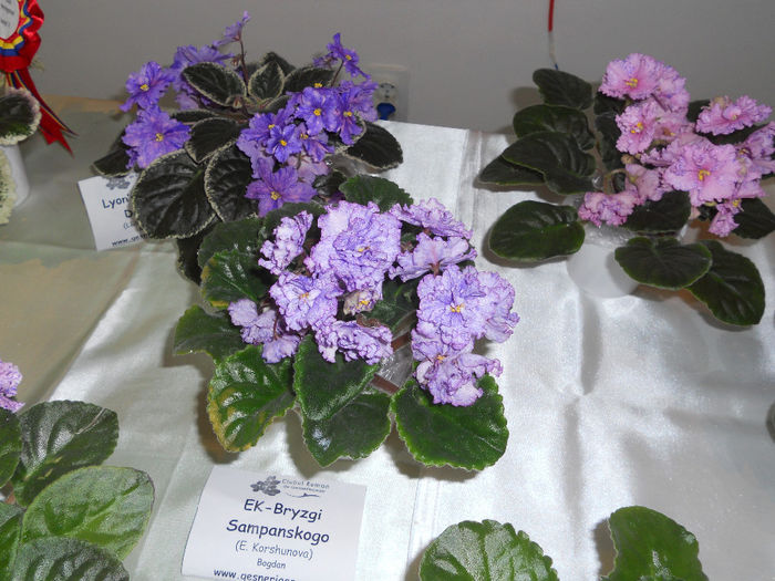 DSCN6910 - Expo violete  mai 2014