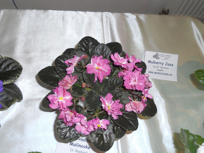 DSCN6911 - Expo violete  mai 2014