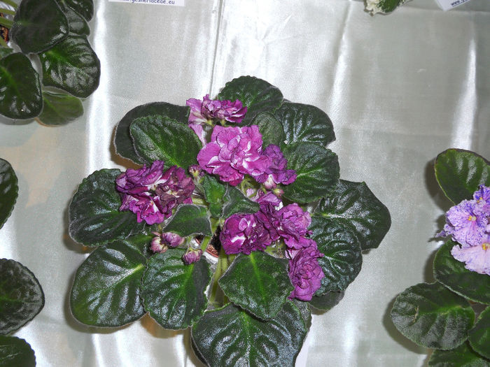 DSCN6913 - Expo violete  mai 2014