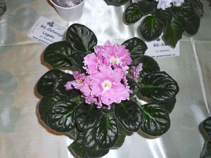 DSCN6915 - Expo violete  mai 2014