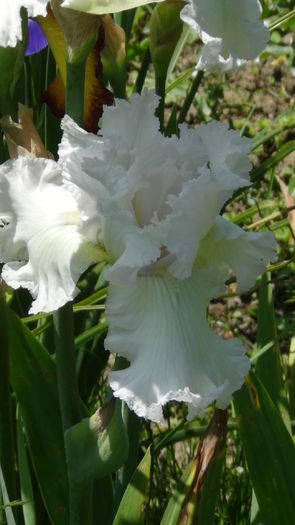 DSC01257 - g-irisi2014