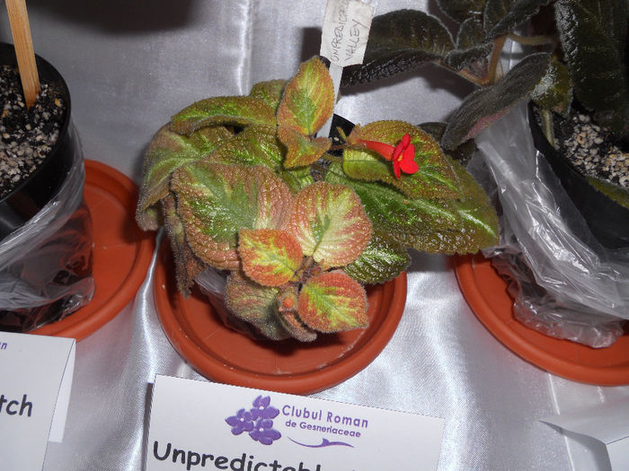 DSCN6917 - Expo violete  mai 2014