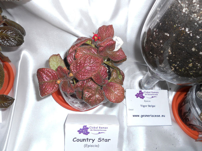 DSCN6918 - Expo violete  mai 2014