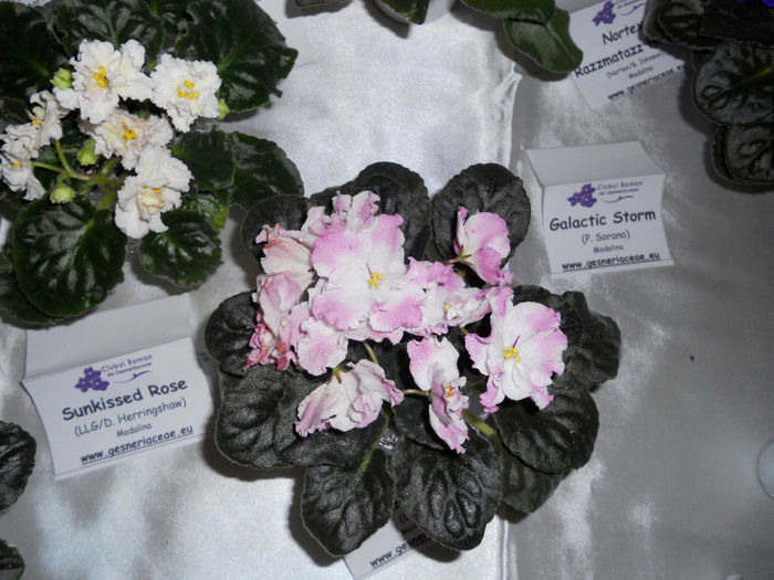 DSCN6920 - Expo violete  mai 2014