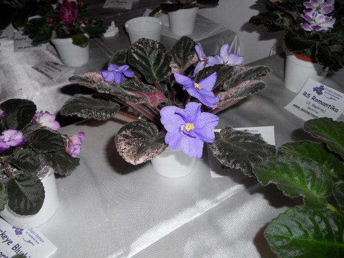 DSCN6921 - Expo violete  mai 2014