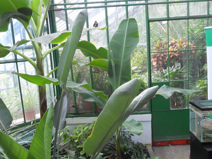 DSCN6929 - Expo violete  mai 2014