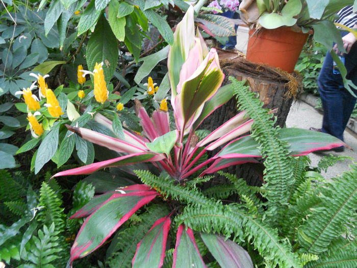 DSCN6936 - Expo violete  mai 2014