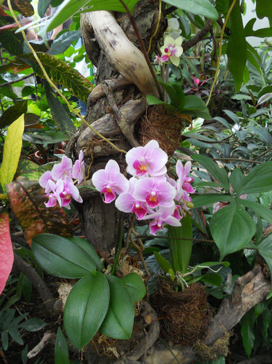 DSCN6938 - Expo violete  mai 2014