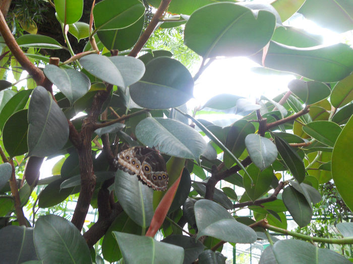 DSCN6940 - Expo violete  mai 2014