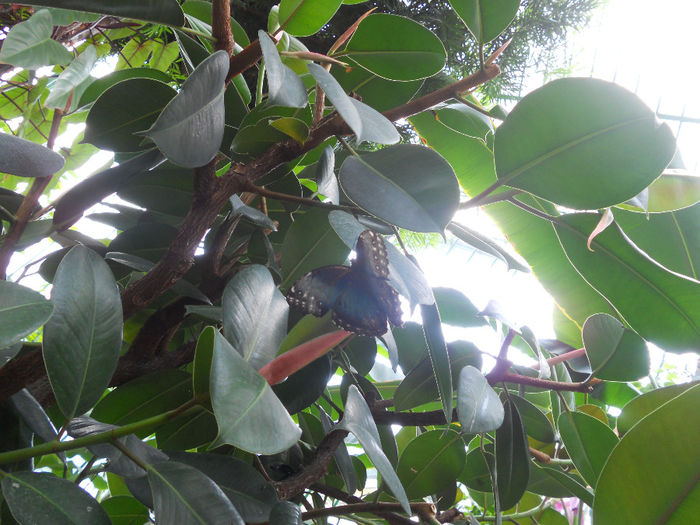 DSCN6941 - Expo violete  mai 2014