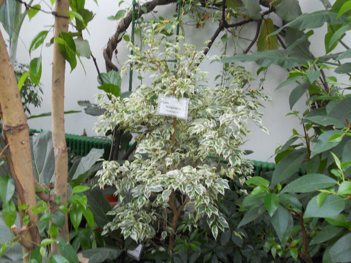 DSCN6942 - Expo violete  mai 2014