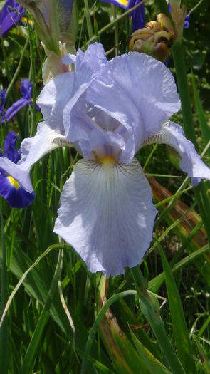 DSC01207 - g-irisi2014