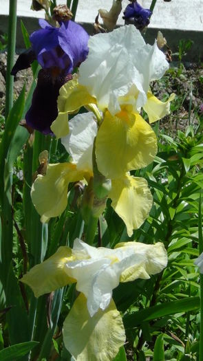 DSC01277 - g-irisi2014