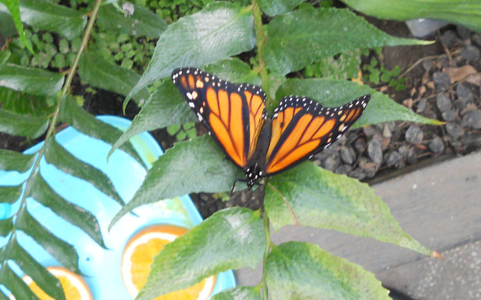 DSCN6953 - Expo violete  mai 2014