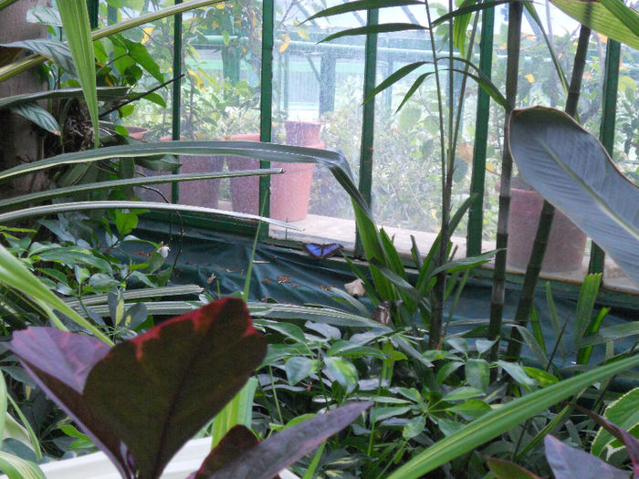 DSCN6957 - Expo violete  mai 2014