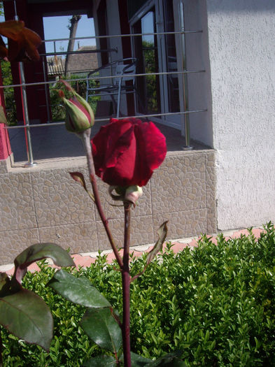 IMGP6375