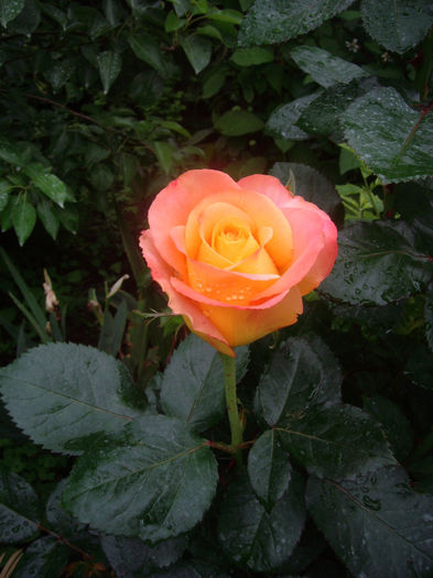 IMGP6421
