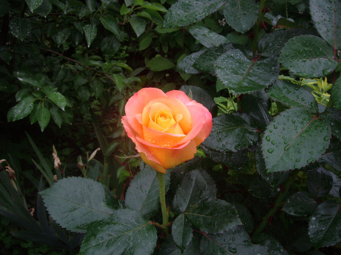IMGP6422