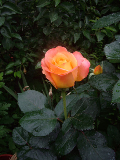 IMGP6423