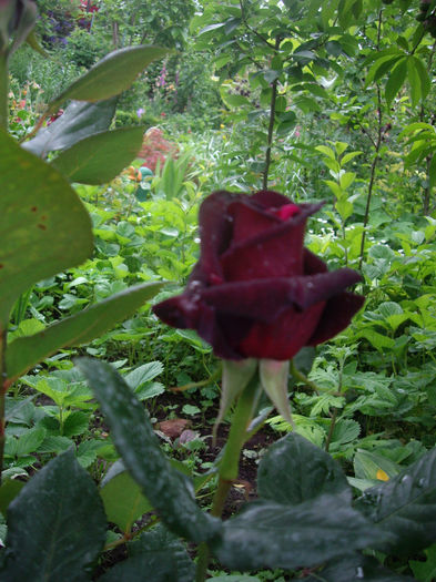 IMGP6425