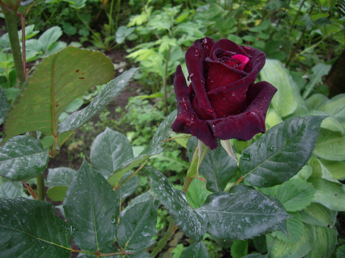 Black Baccara