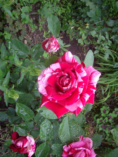 IMGP6431