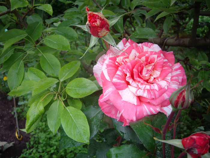 Florov nr. 12-rami 86 - TRANDAFIRI_-  2014